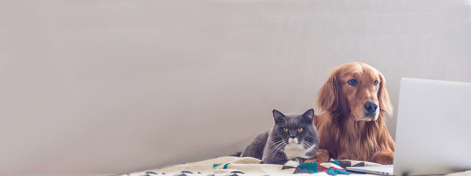 Parce que vos animaux le valent bien