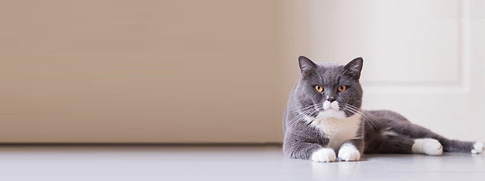 Quel budget prévoir pour adopter un chat ?
