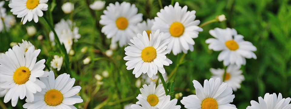 Au printemps, faites fleurir vos projets