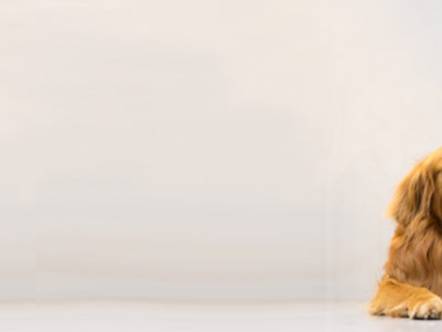 Quelle assurance choisir pour protéger votre animal ?