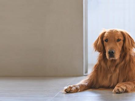 Comment évaluer combien coûte un chien ?